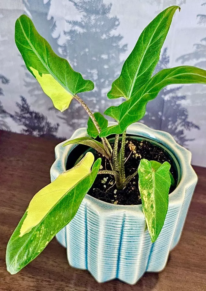 Alocasia Lauterbachiana Aurea VARIEGATED Tc 🤩 Tissue Culture BEAUTIFUL FRESH ✅ thumbnail