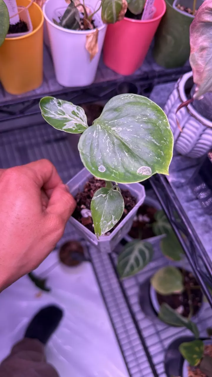 Acclimated Monstera Bulbasaur Low-Variegation Rooted Sellers Choice thumbnail
