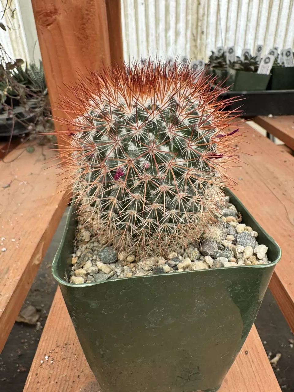 PS629 Mammillaria spinosissima thumbnail