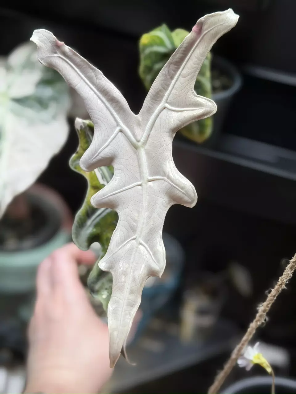 Nobilis K corm thumbnail