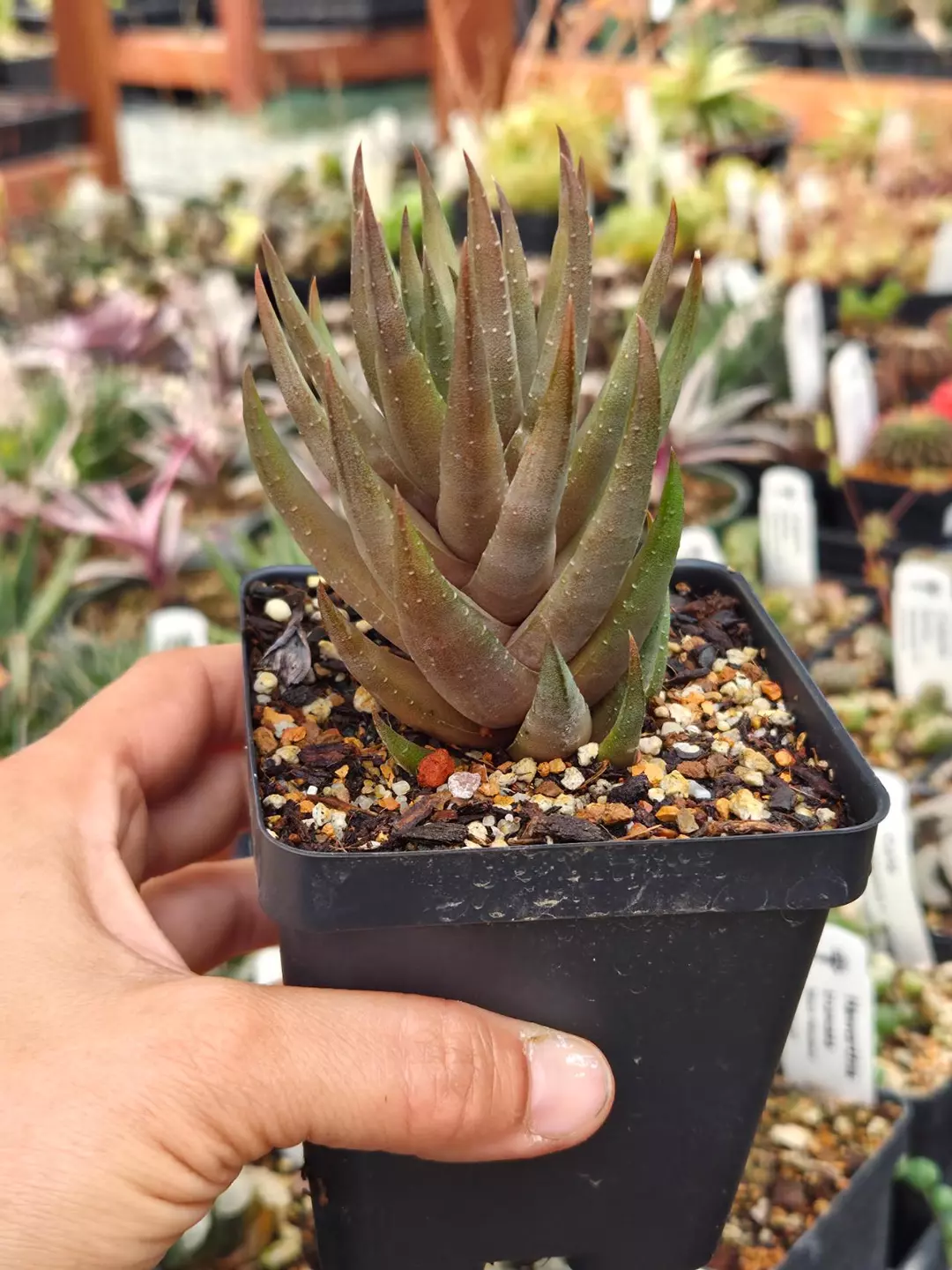 Haworthiopsis coarctata f. greenii 3.5" thumbnail