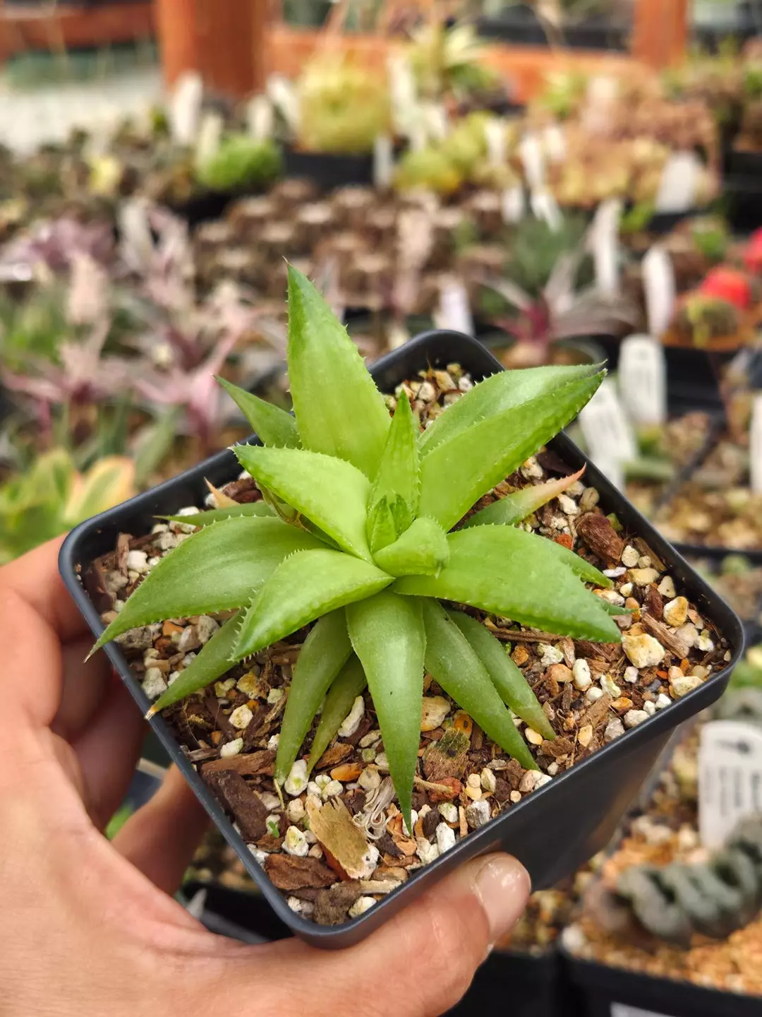 Haworthia reticulata 3.5" thumbnail