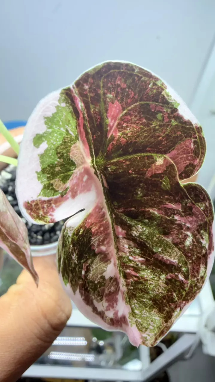 Alocasia Rare True Pink Cuprea variegated | Premium TC established | fullyAcclam thumbnail