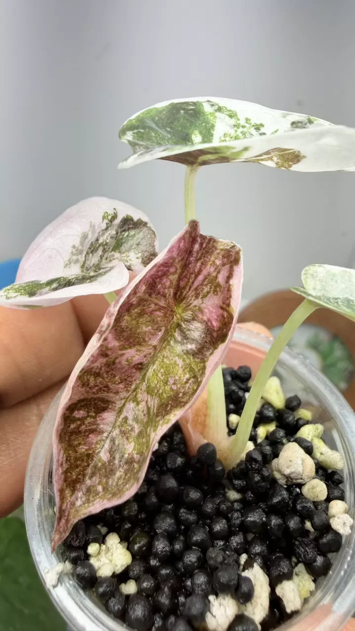Alocasia Rare True Pink Cuprea variegated | Premium TC established | fullyAcclam thumbnail