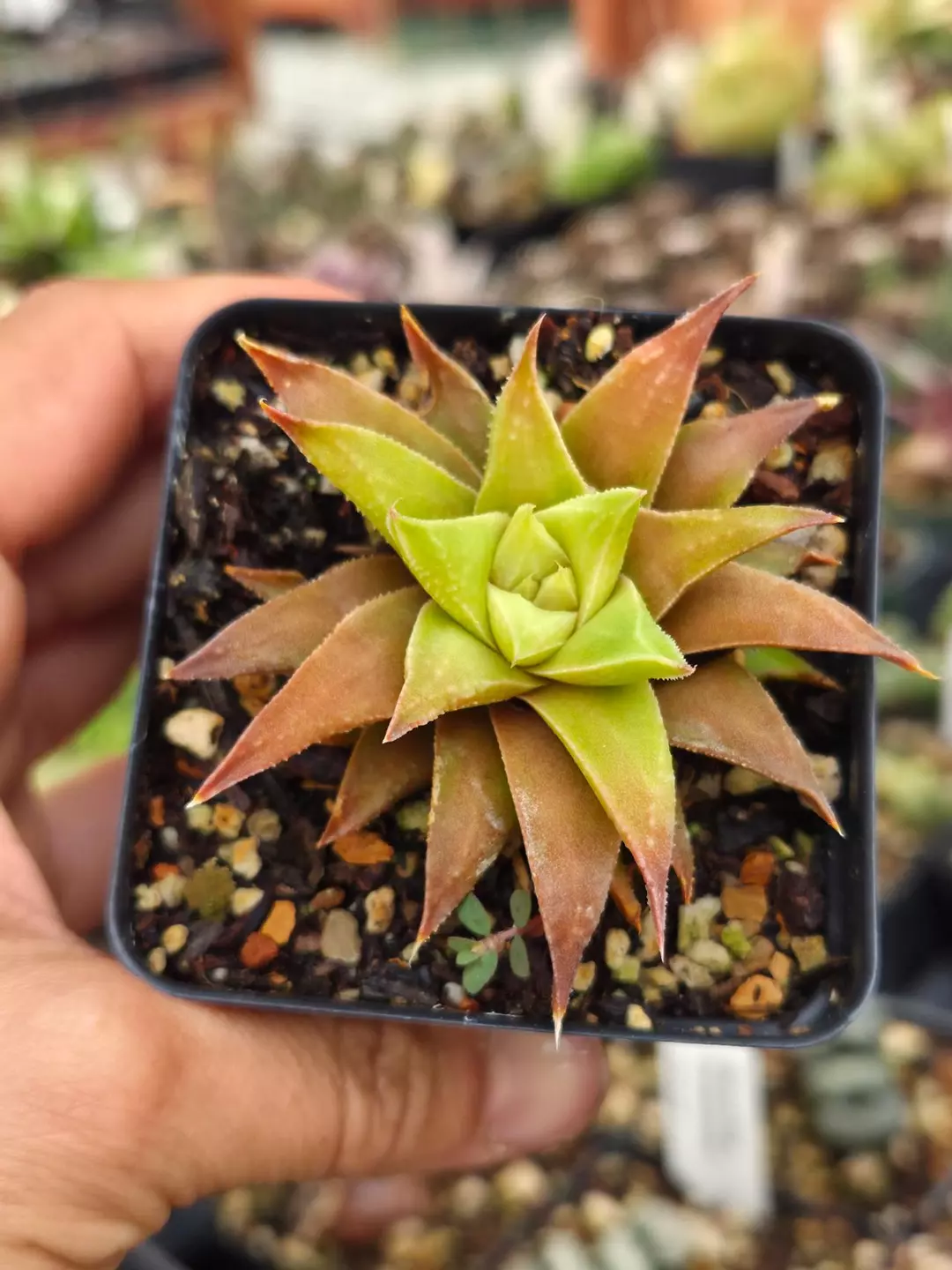 Haworthiopsis 'Manda's Hybrid' 2.5" thumbnail