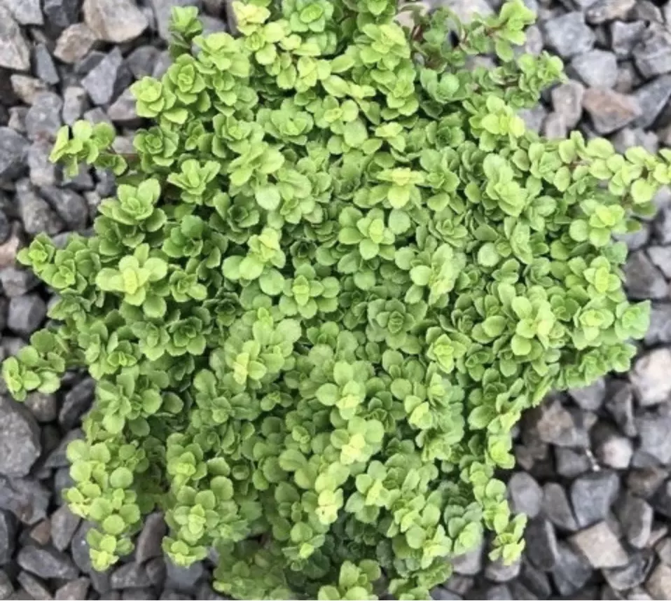 Pilea Tiny Tears starter plant growers choice thumbnail