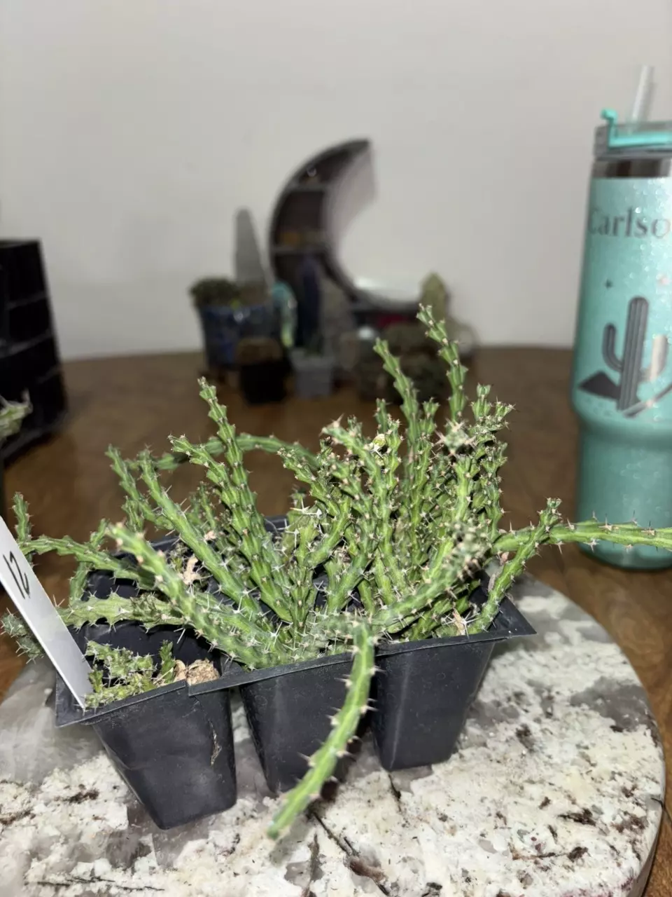 No iD euphoria thumbnail