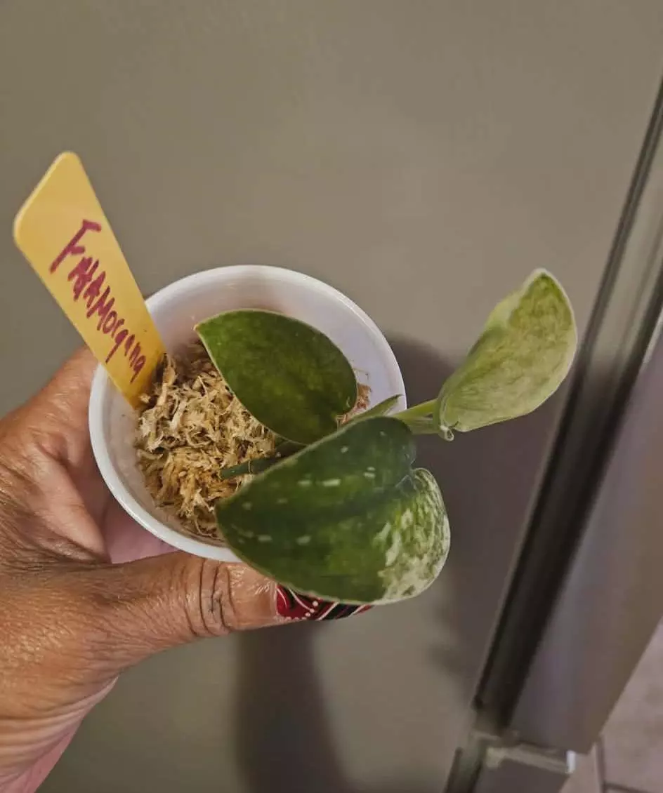 Scindapsus Argyraeus Fatamorgana thumbnail