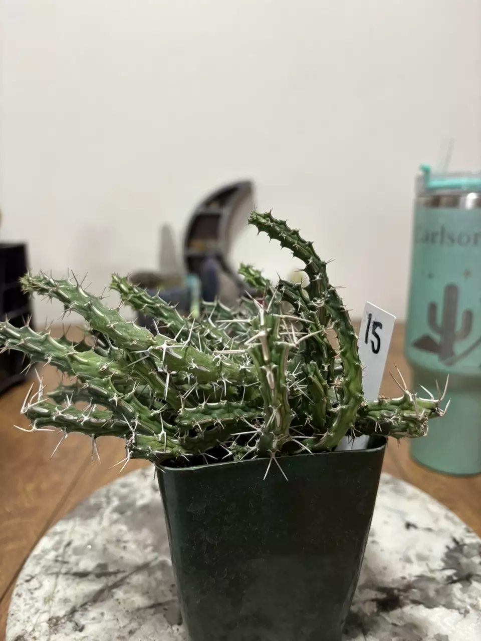 Euphorbia mireatensis thumbnail