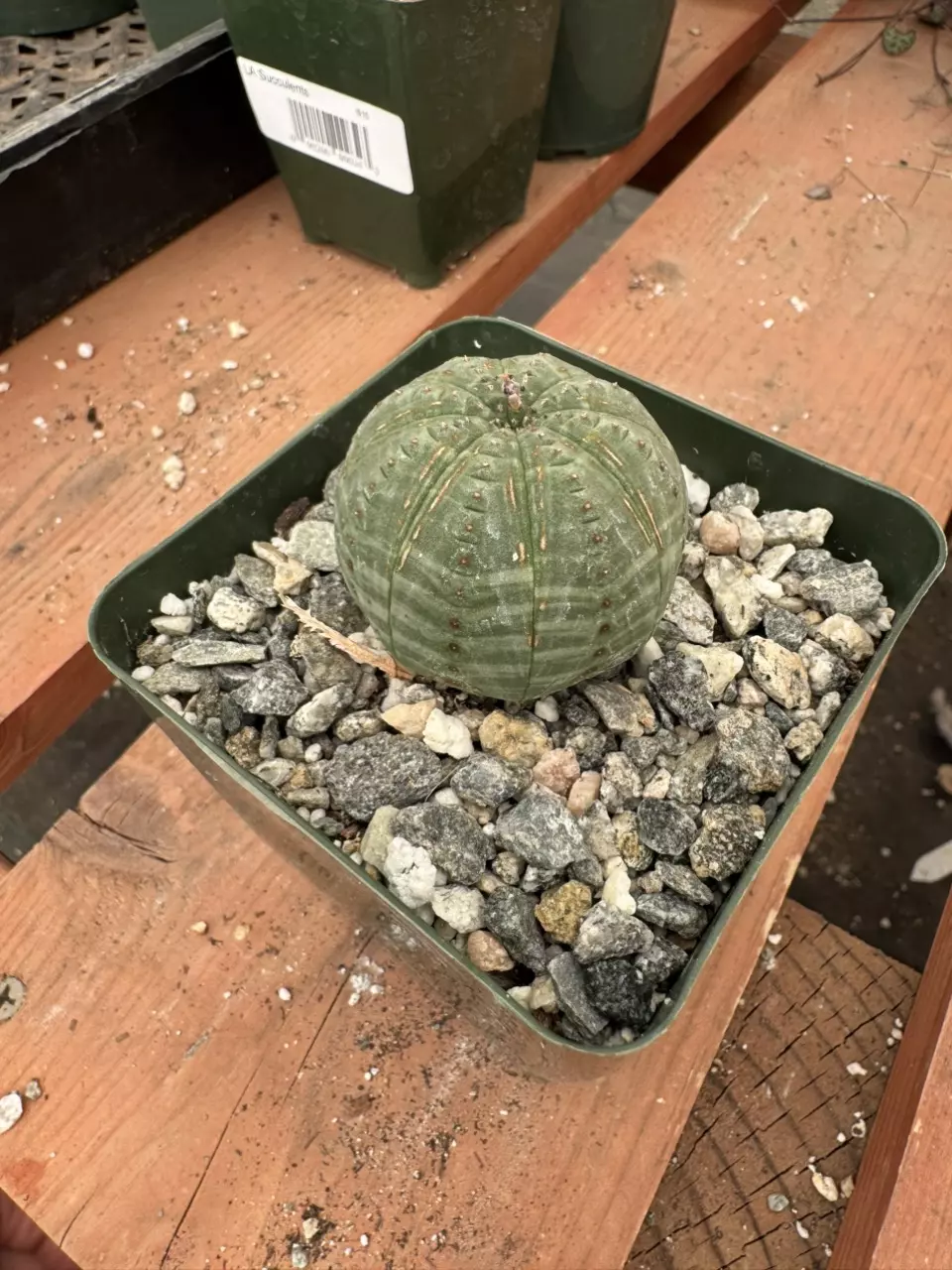 PS631 Euphorbia obesa thumbnail
