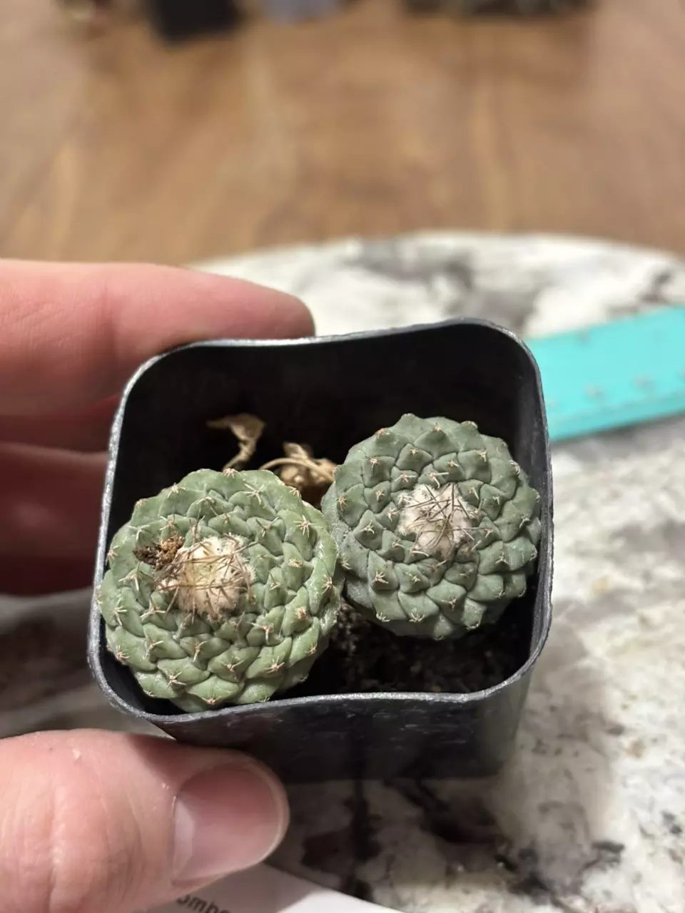 Strombocactus Disciformis Vizaron thumbnail