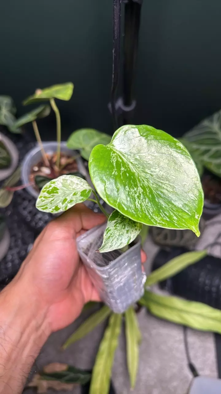 Acclimated Monstera Bulbasaur High variegation Rooted Sellers Choice thumbnail