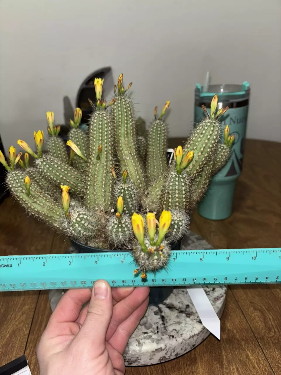 Mila Nealeana thumbnail