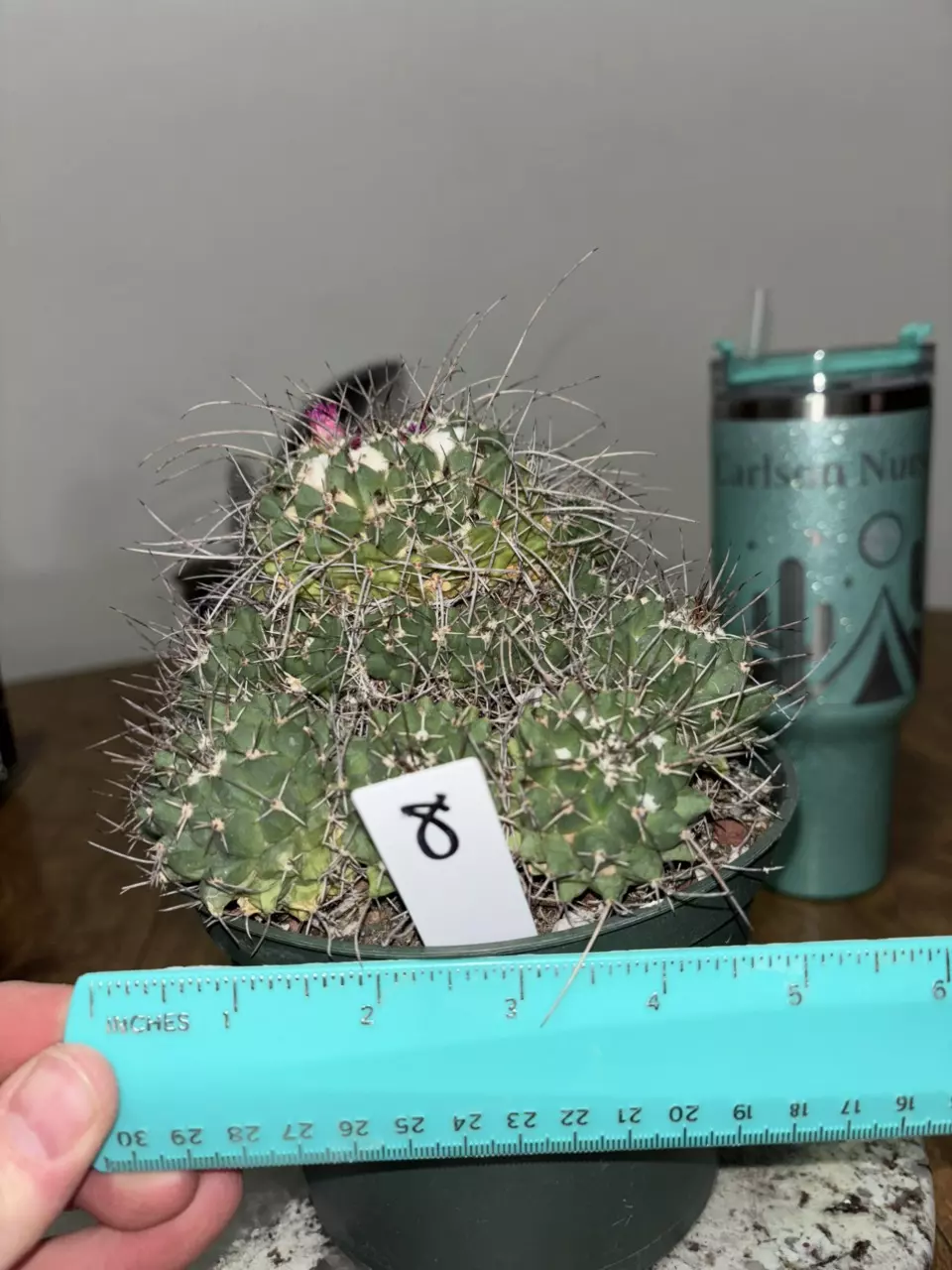 Mammillaria Compressa thumbnail