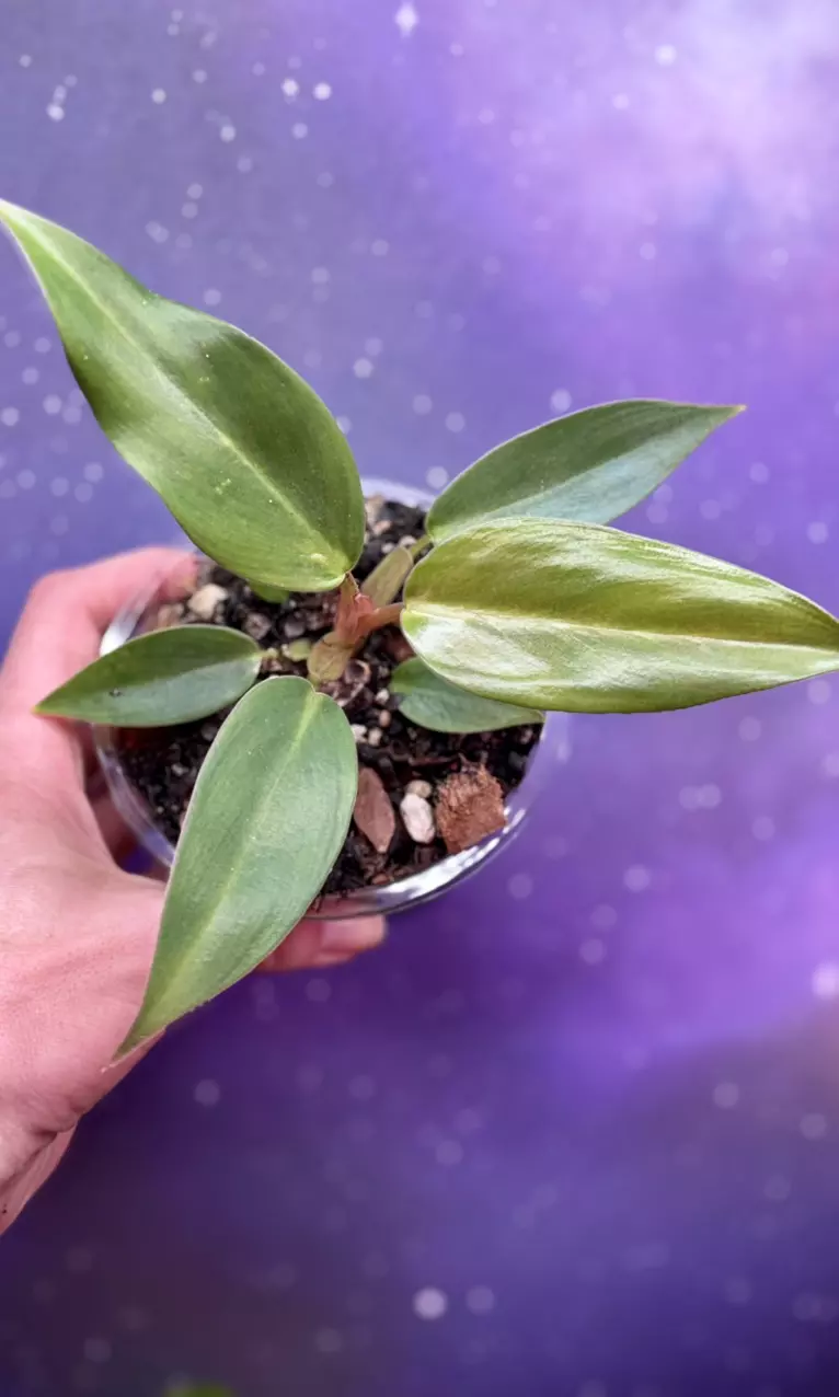 Philodendron Mexicanum thumbnail