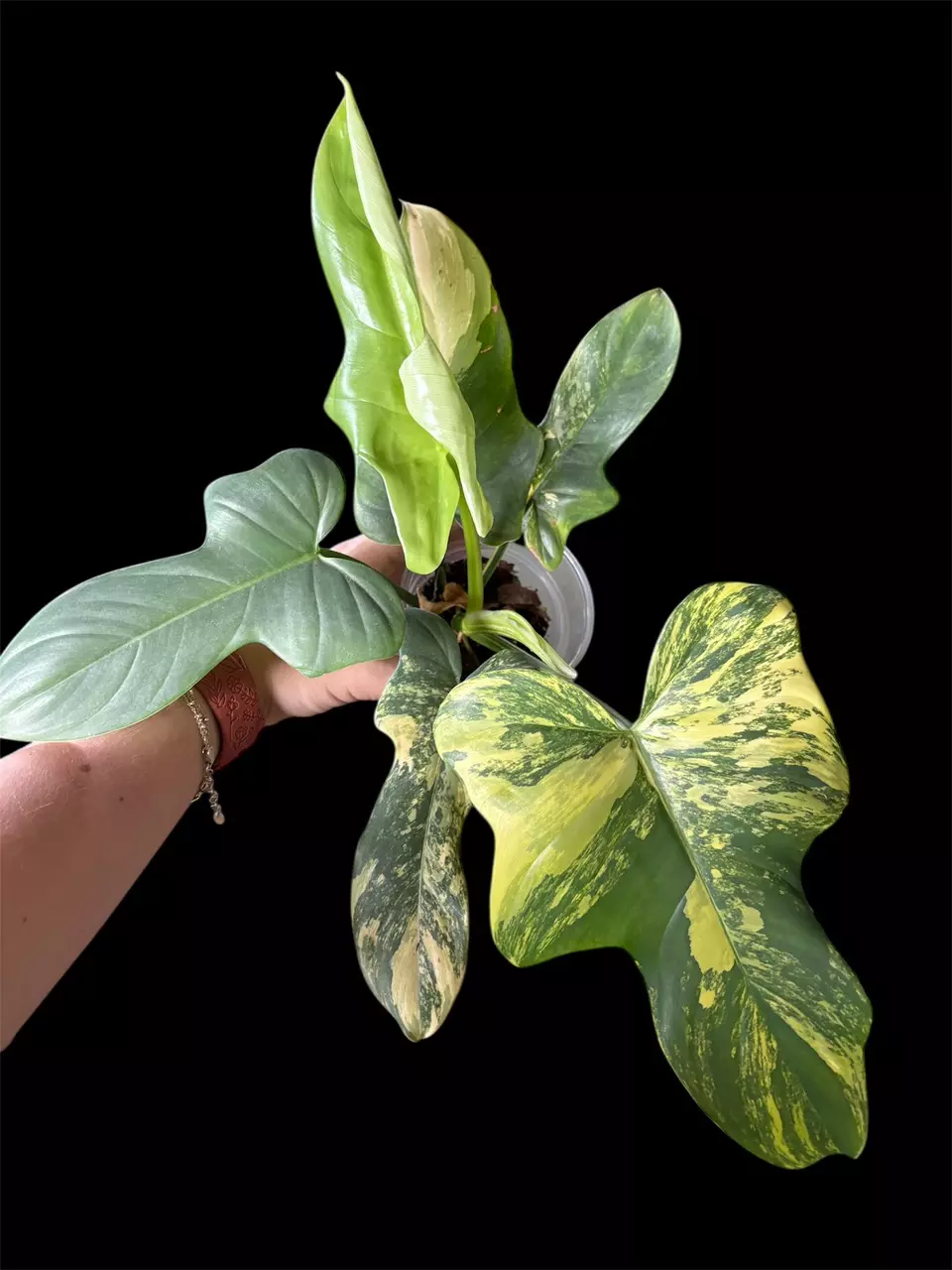 Philodendron Bipennifolium Varigated thumbnail