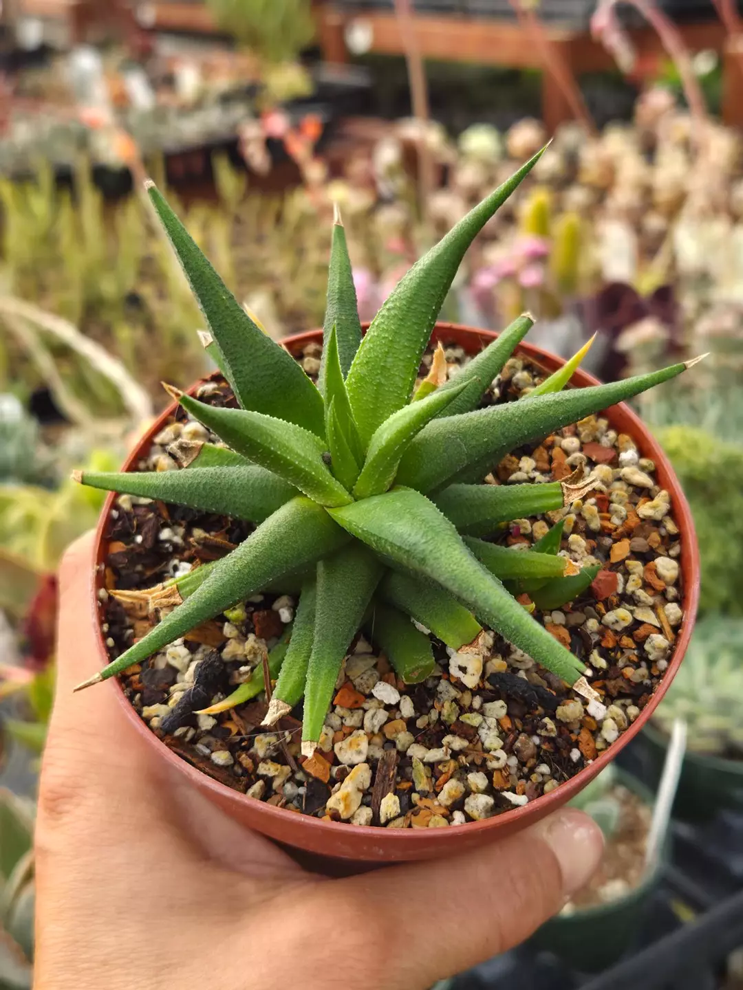 Haworthiopsis attenuata v. glabrata 4" thumbnail