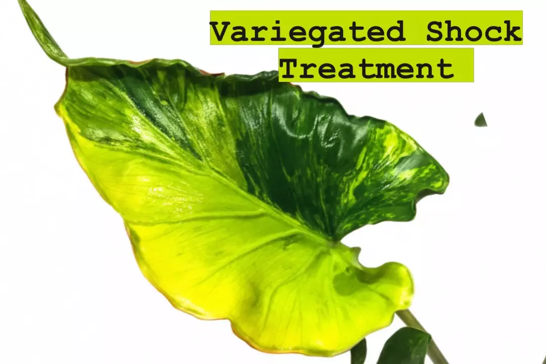 Variegated Shock treatment macrorrizha tc gc thumbnail