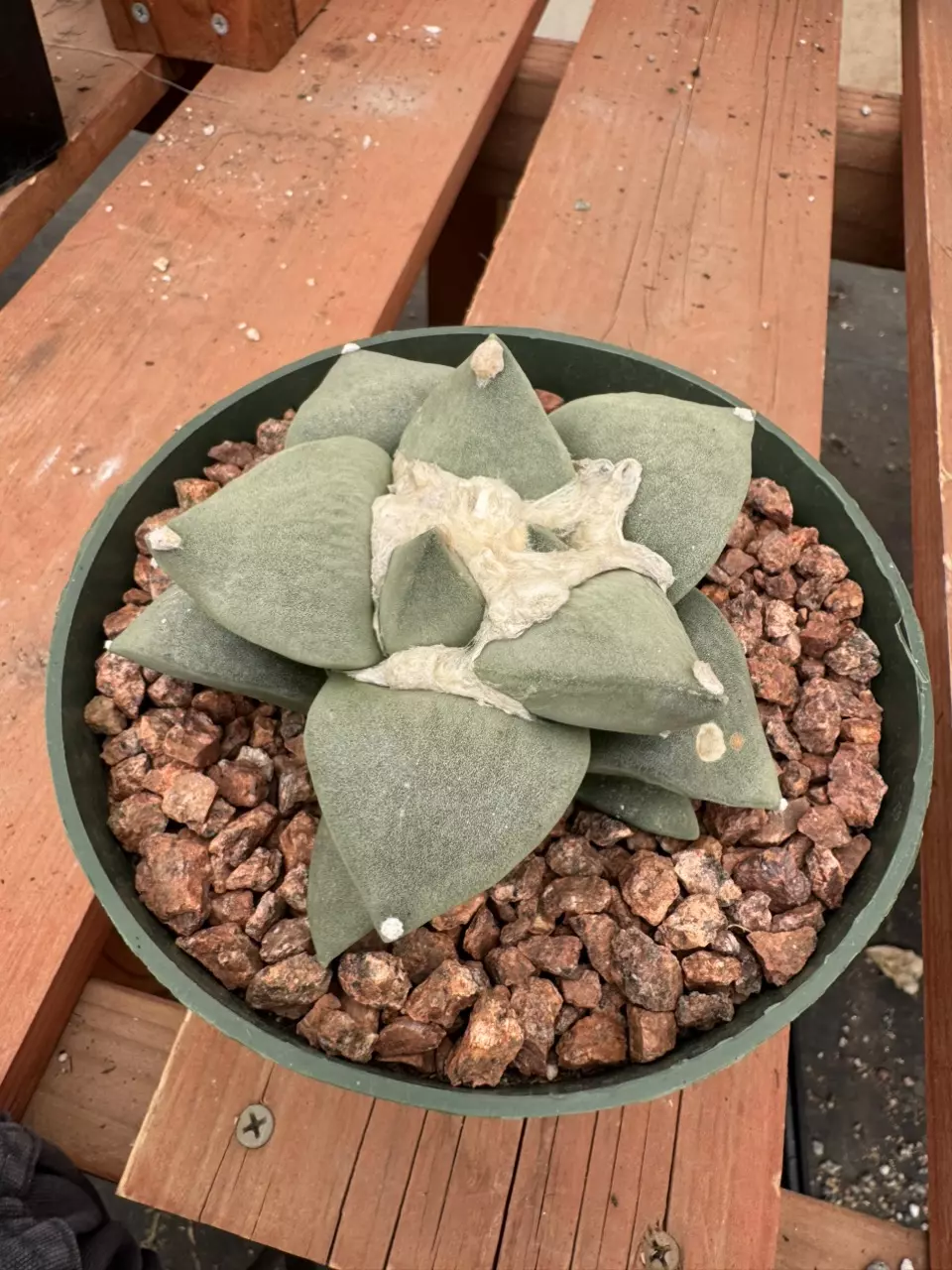 PS635 Ariocarpus retusus thumbnail