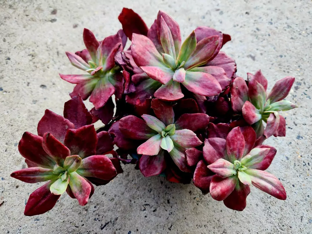 Echeveria Diamond State Variegated thumbnail