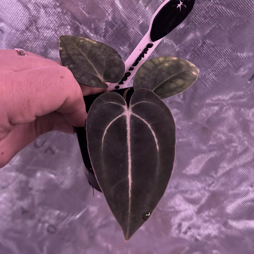 Carla JD02 thumbnail