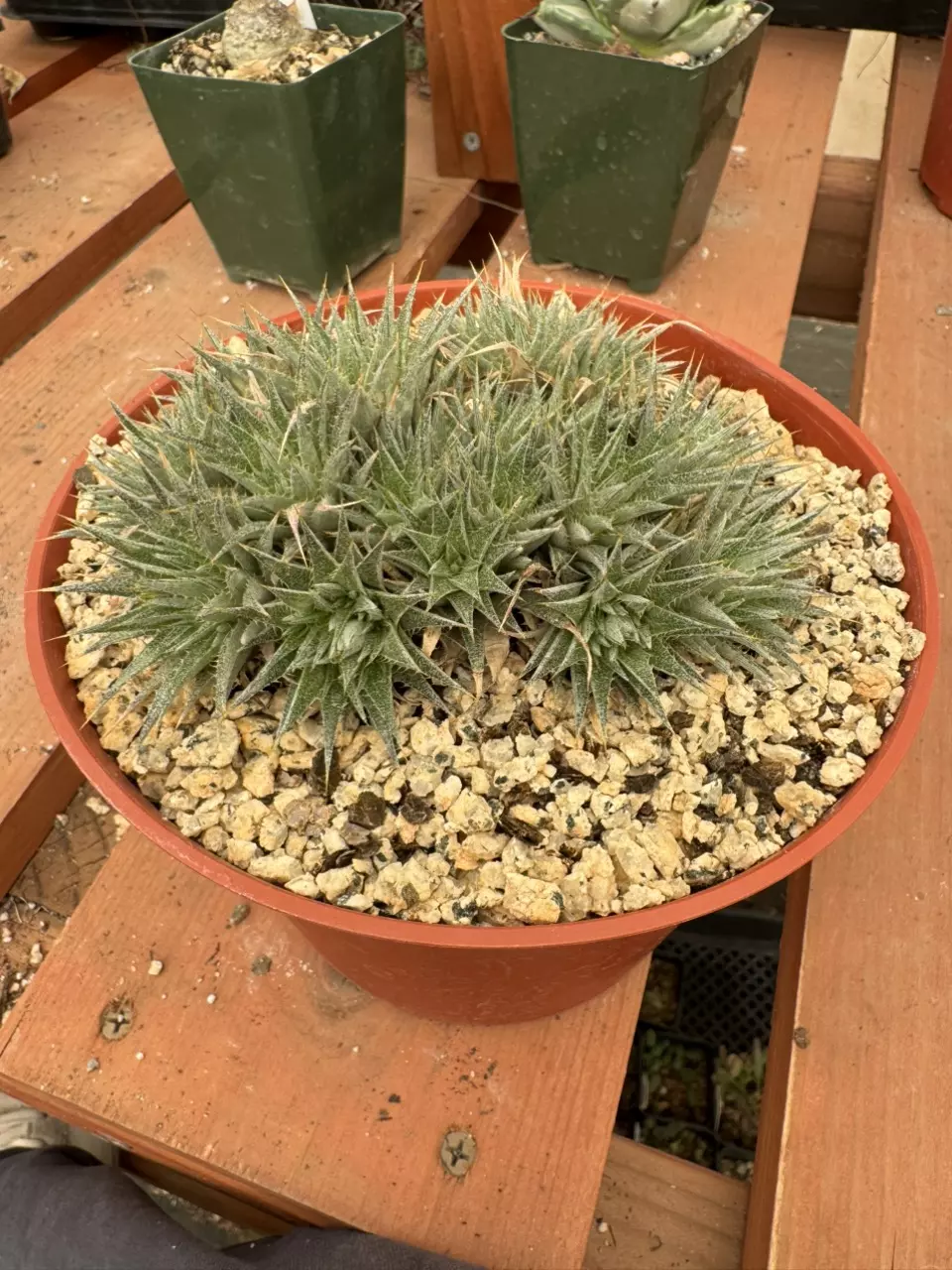 PS636 Deuterocohnia brevifolia thumbnail