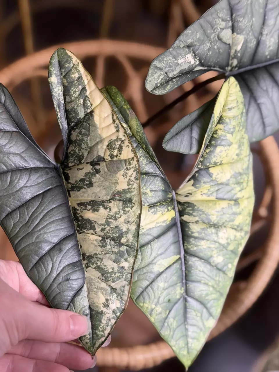 Platinum albo corm thumbnail