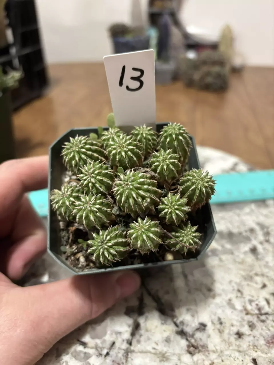 Euphorbia Sepultra thumbnail