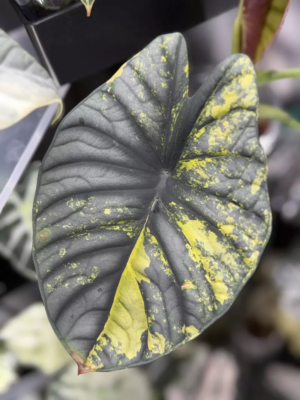 Aurea nebula corms thumbnail