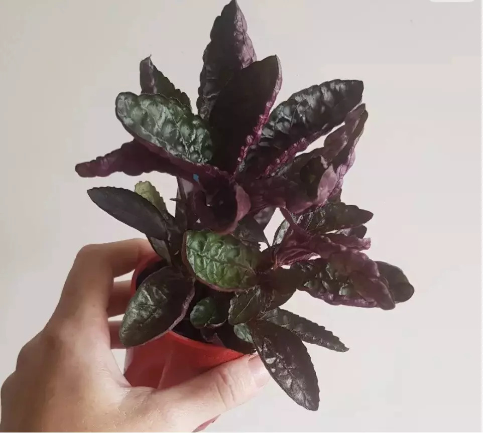 Hemigraphis Purple Waffle starter plant growers choice thumbnail