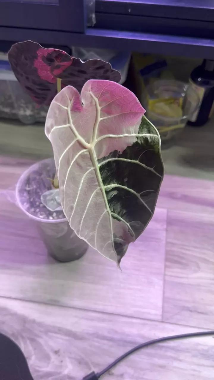Alocasia
Watsoniana
Pink 1 corm available thumbnail