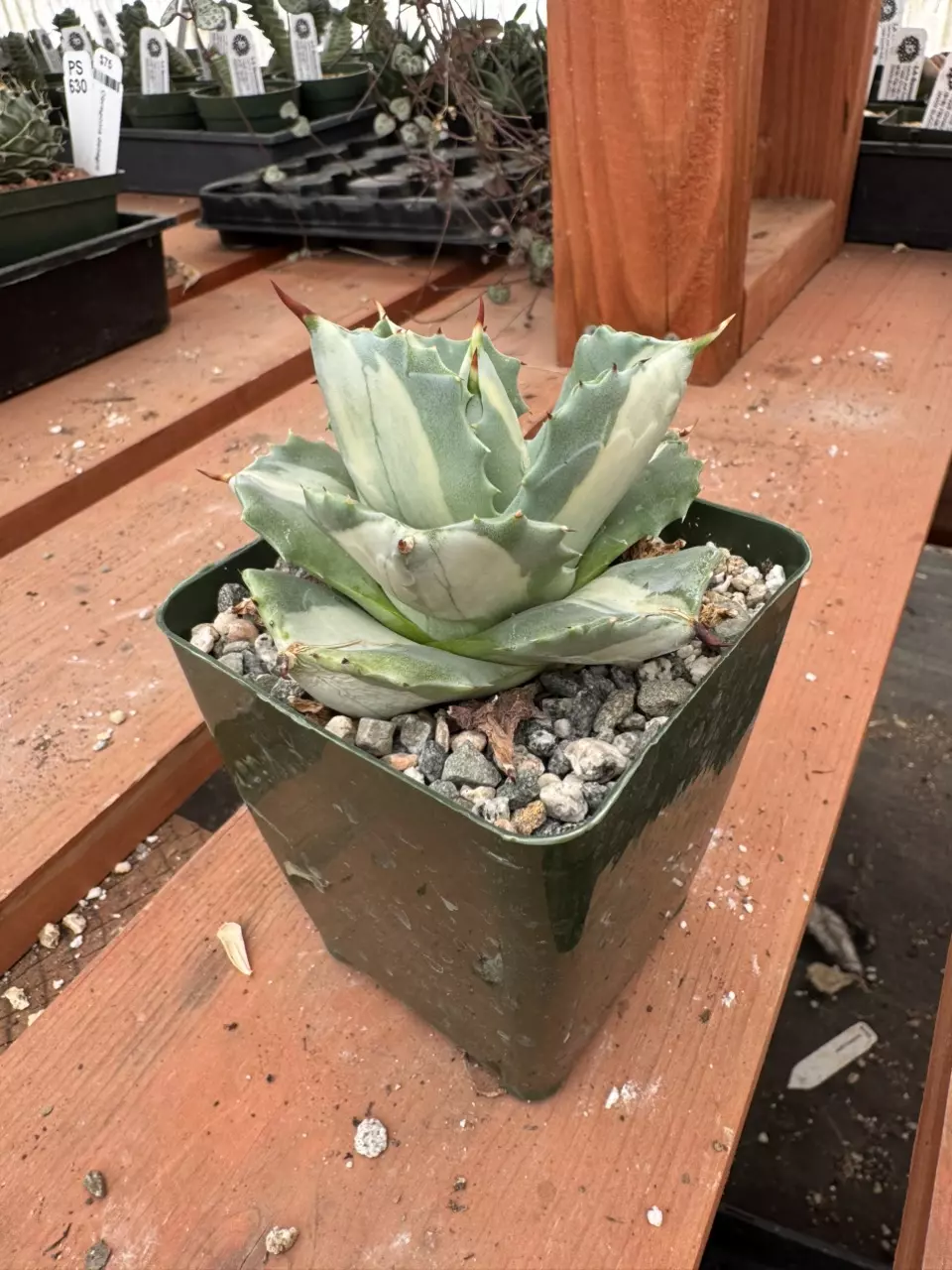 PS638 Agave isthmensis ‘Ohi Raijin’ thumbnail