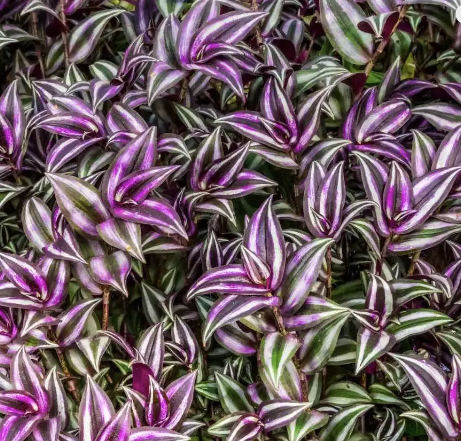 Wandering Jew purple and silver (tradescantia) starter plant growers choice thumbnail