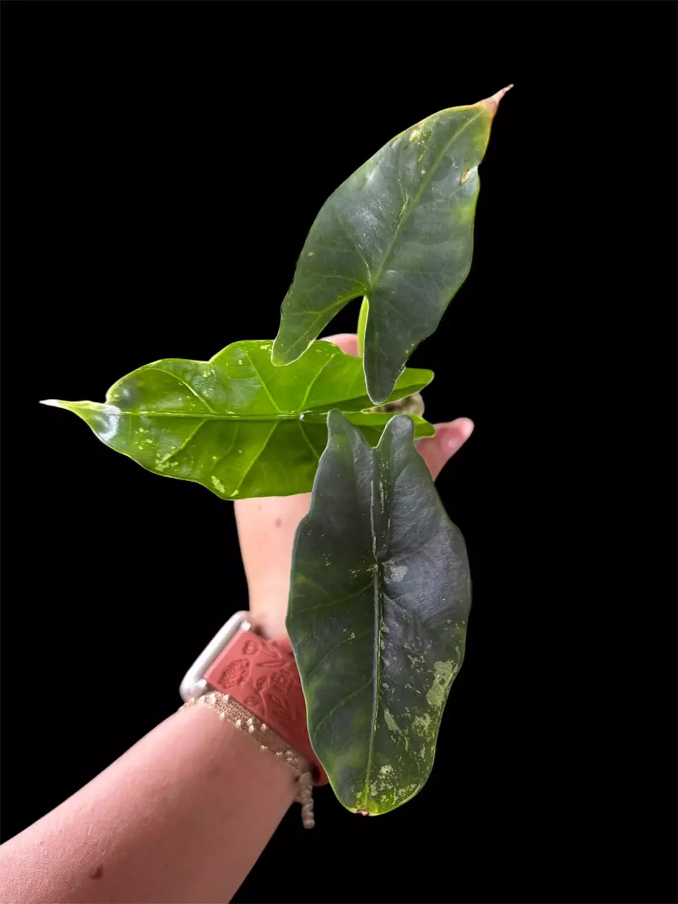 Alocasia Simpo Albo Low Var thumbnail