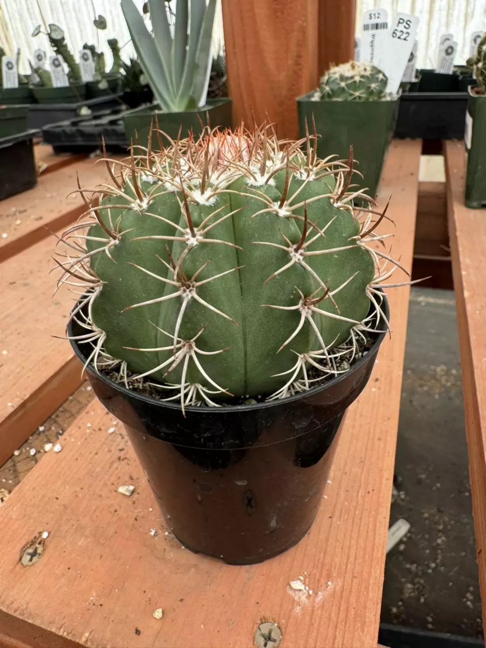 PS625 Melocactus matanzanus thumbnail