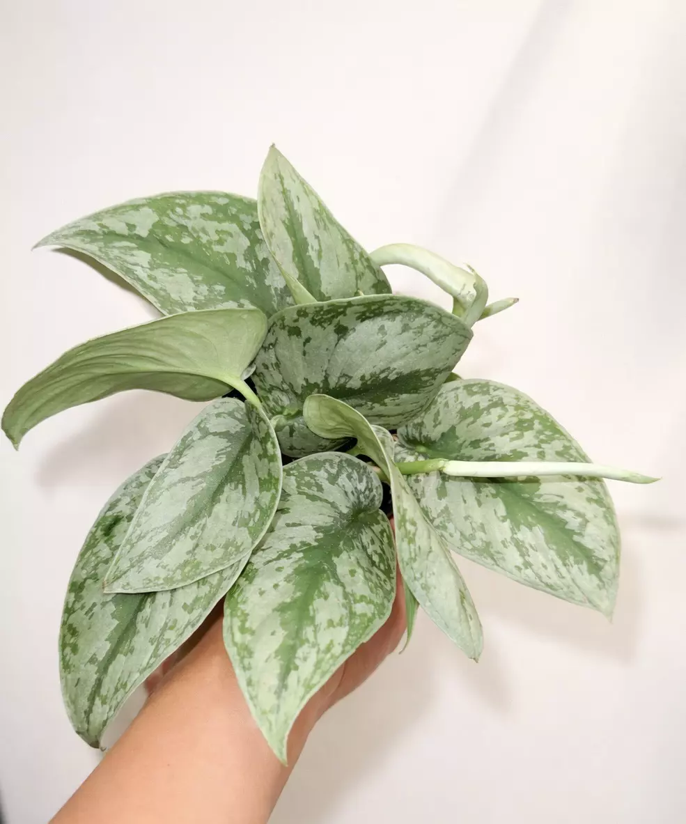 Scindapsus silver splash thumbnail