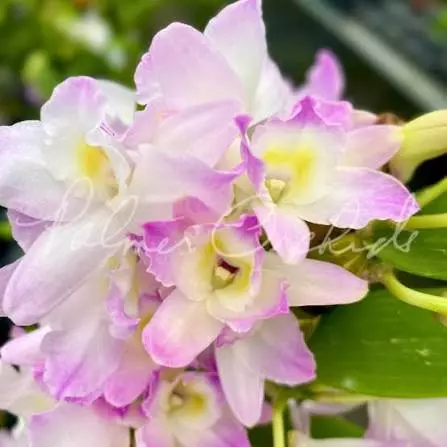Rare Orchid - Dendrobium Fancy Angel ‘Lychee’ thumbnail