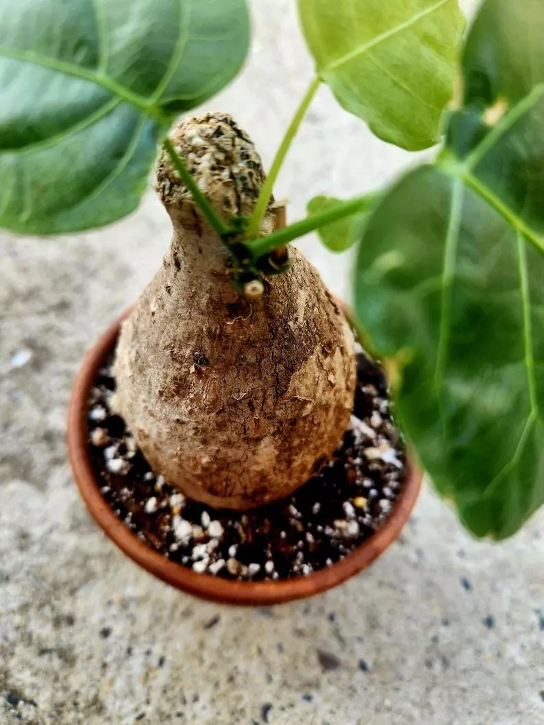 Adenia Viridiflora thumbnail