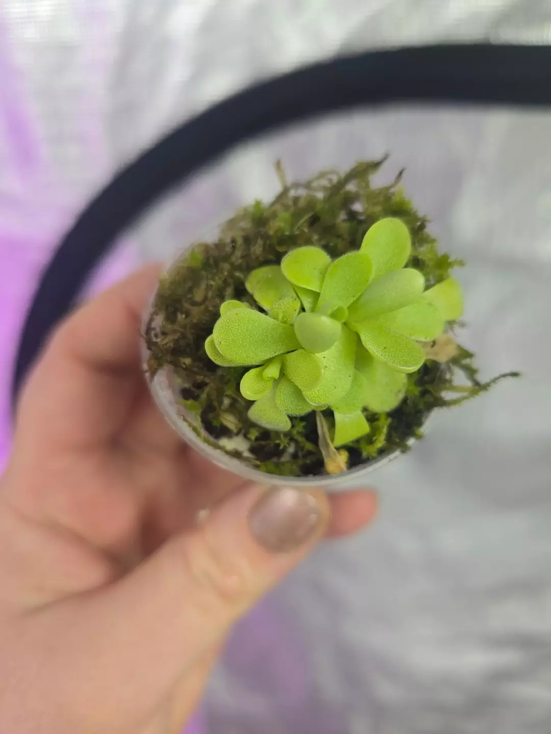Pinguicula (Butterwort) Bugbane carnivorous plant with live moss thumbnail