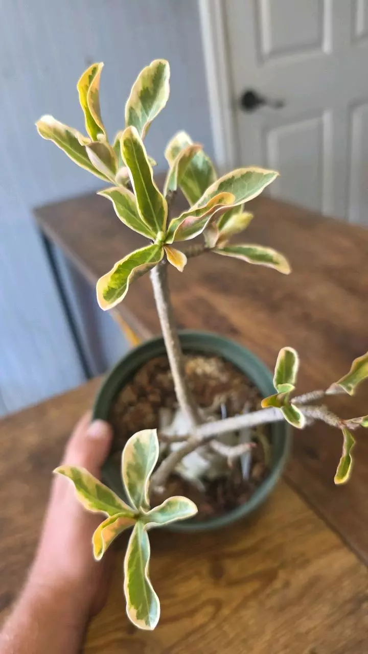 Variegated (yellow flower) 01 thumbnail