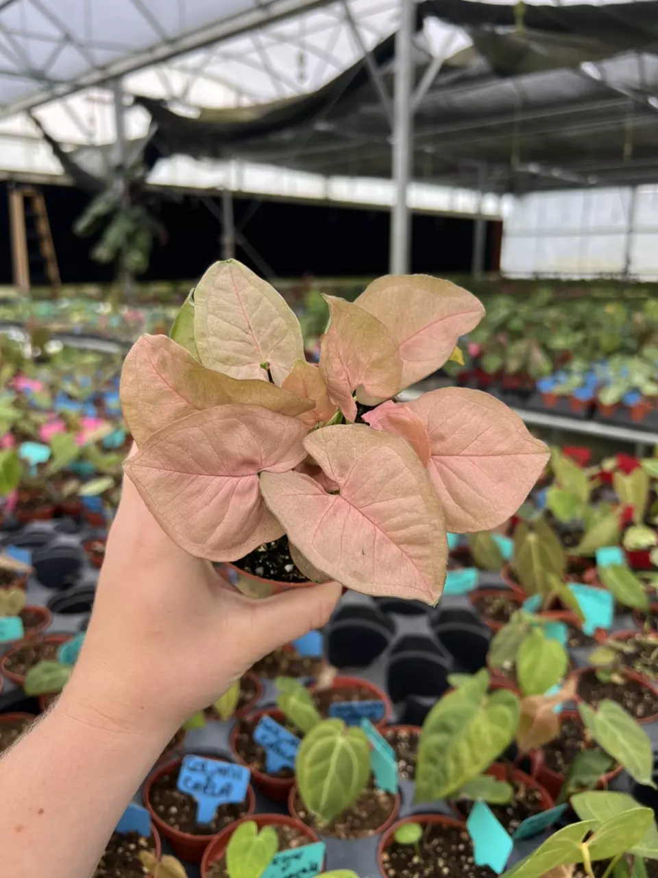 Syngonium Singo Lava 4” pot growers choice thumbnail