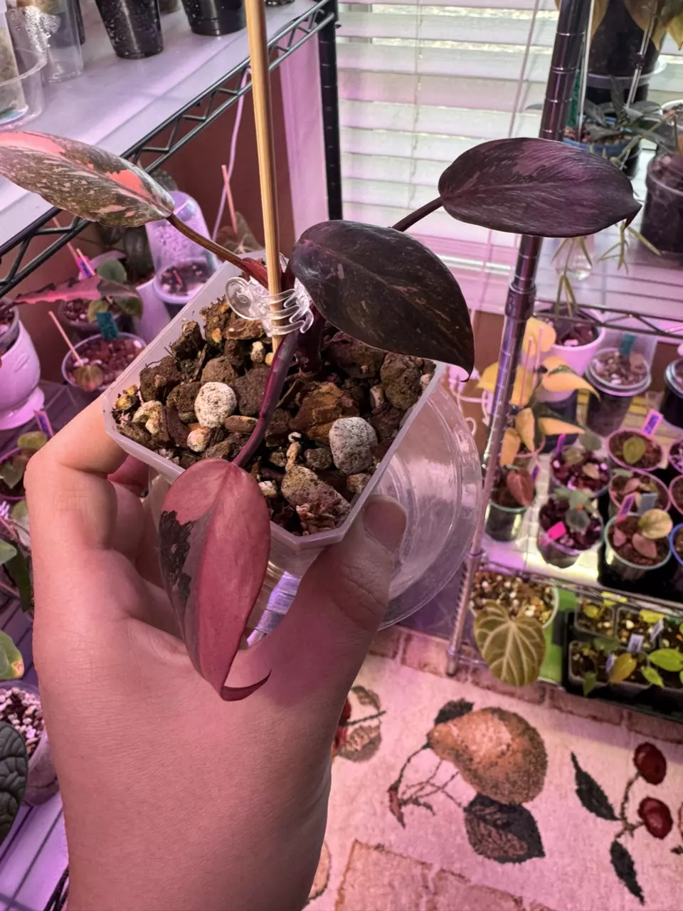 Philodendron pink princess marble 516 thumbnail