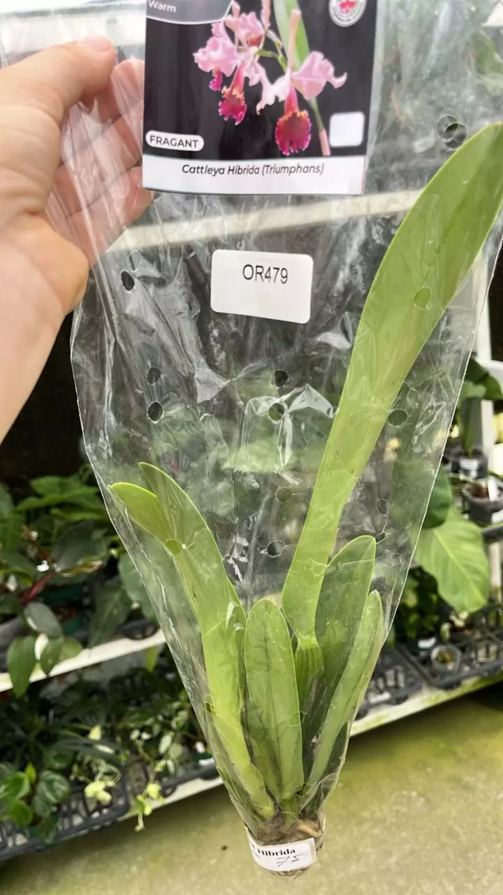 OR479 Cattleya Triumphans thumbnail