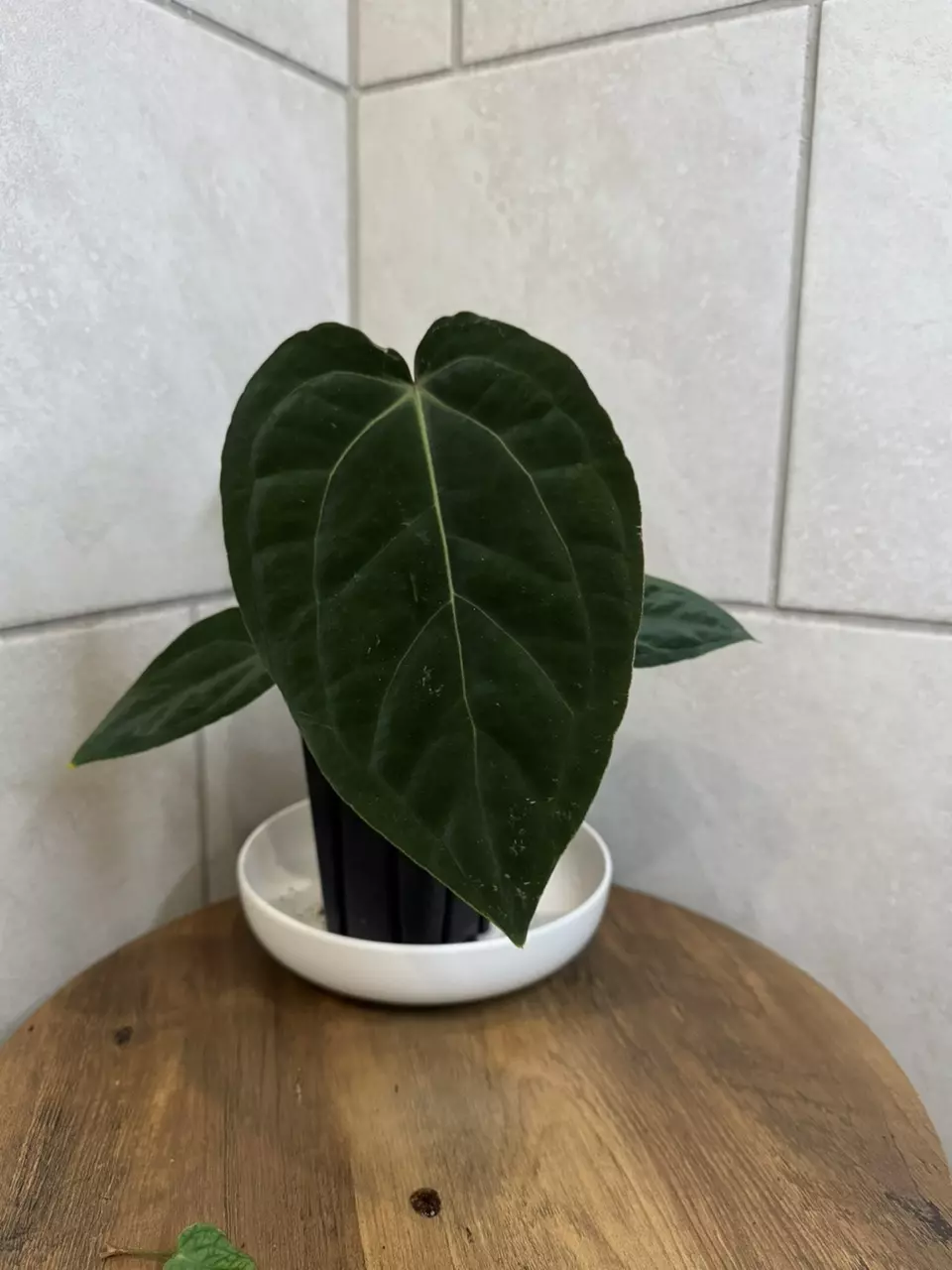 Enids Bench x BVEP thumbnail