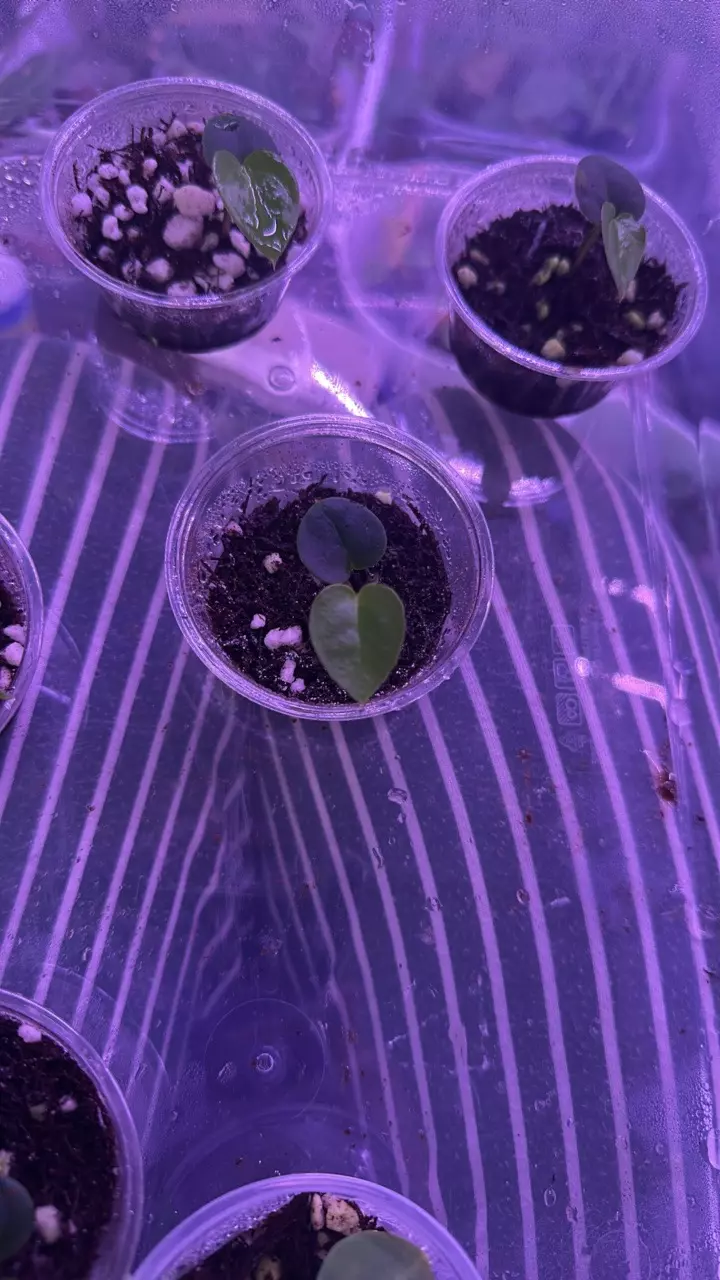 Anthurium POD x Carla X Carla x Bess Aff thumbnail