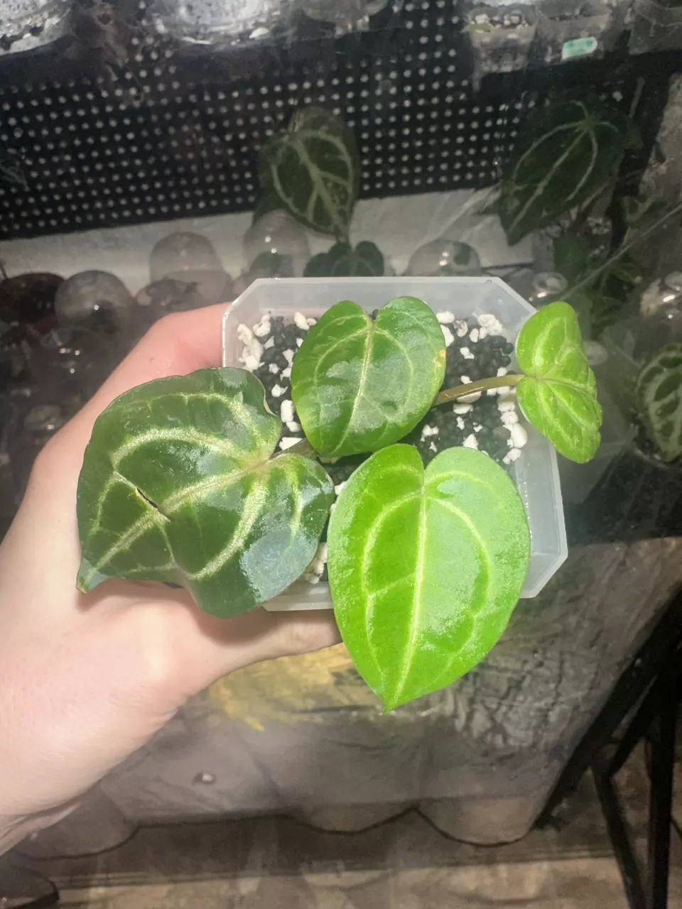 Anthurium Wonderboy x Michelle thumbnail