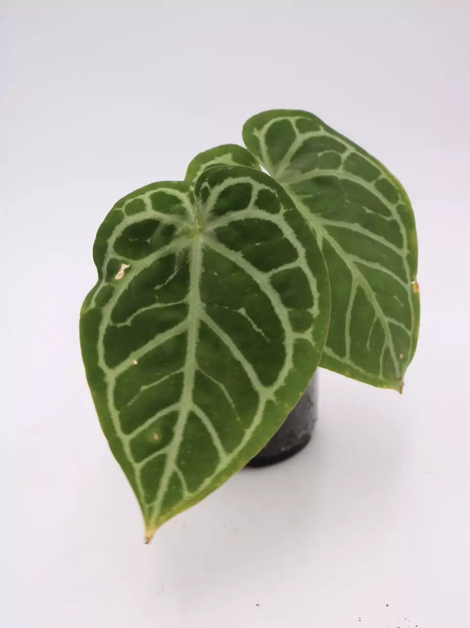 Anthurium Zara x Michelle thumbnail