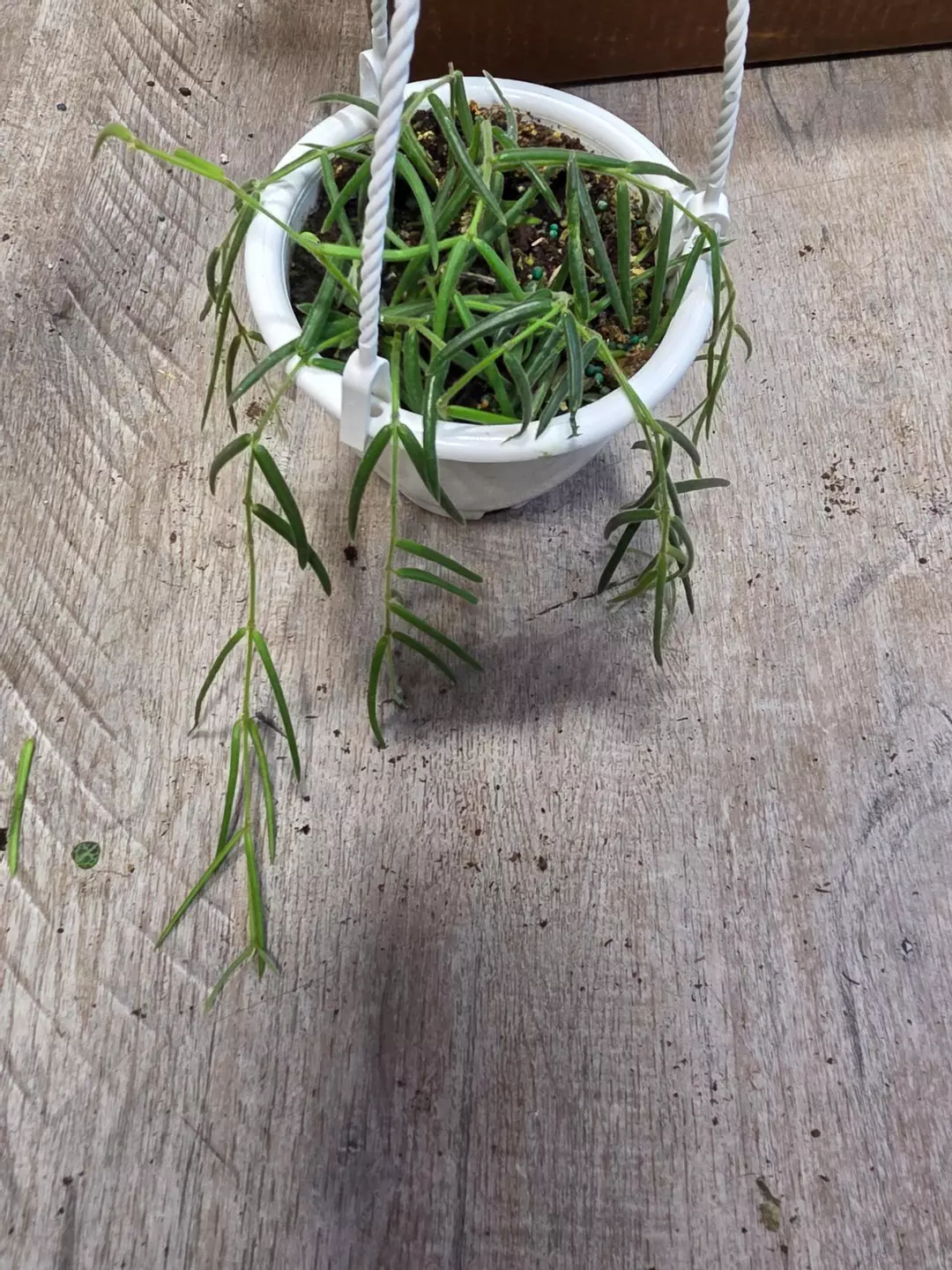 4.5" HB Hoya Linearis #16 thumbnail