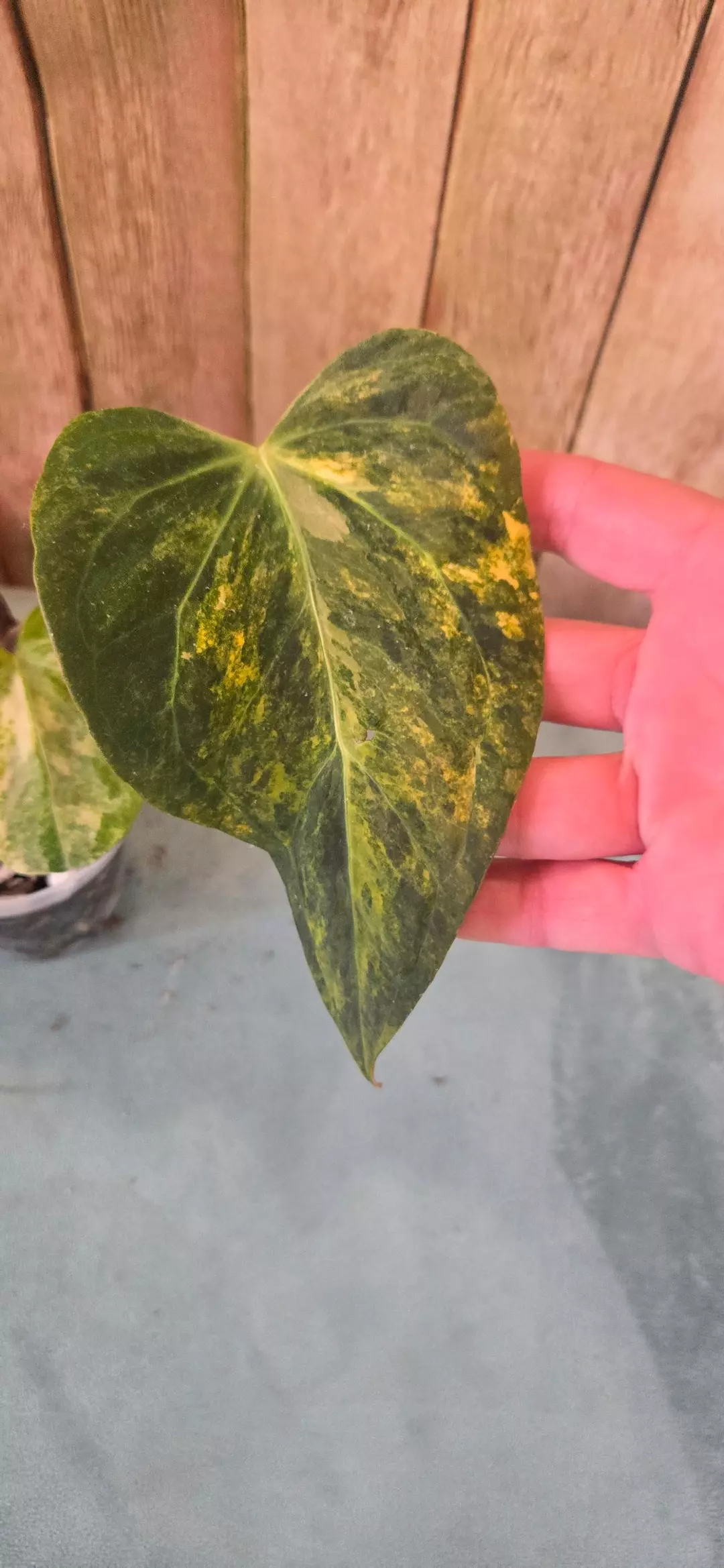 Varigated Indo Port thumbnail