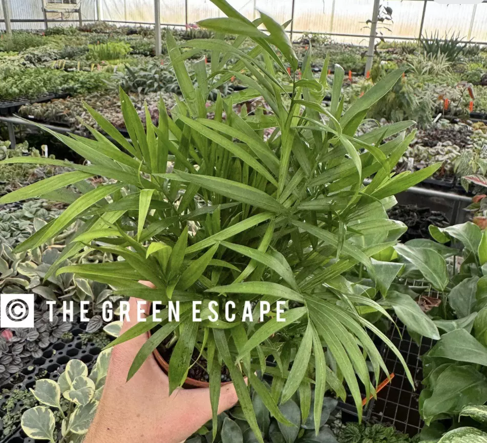 Bella Palm 4” pot growers choice thumbnail